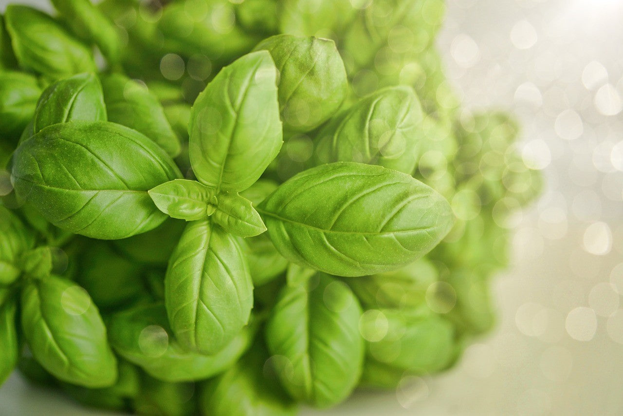 Uses Benefits Of Basil For Health And Skin Care The Natural Wash