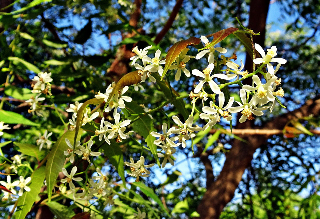 8 Lesser Known Benefits Of Neem That Everyone Should Know About